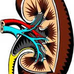 kidney-2183443_640(1)