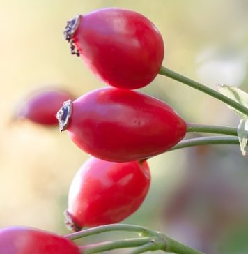 ce sa plantezi in gradina