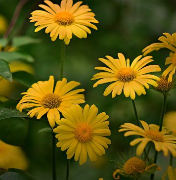 Patlagina – ce beneficii are aceasta planta in afara de tratarea tusei? remedii terpeutice patlagina