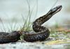 vipera cu corn