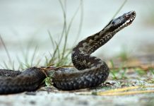 vipera cu corn