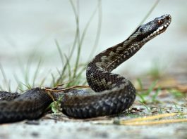 vipera cu corn
