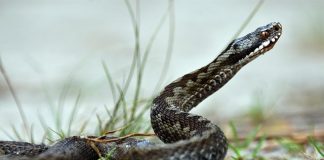 vipera cu corn