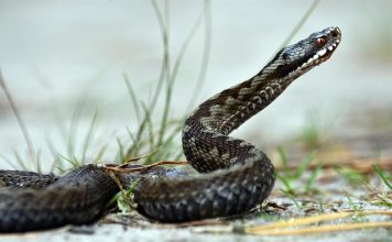 vipera cu corn