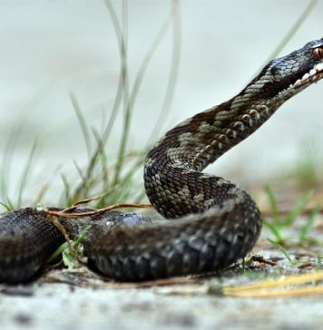 vipera cu corn