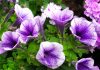 Petunia