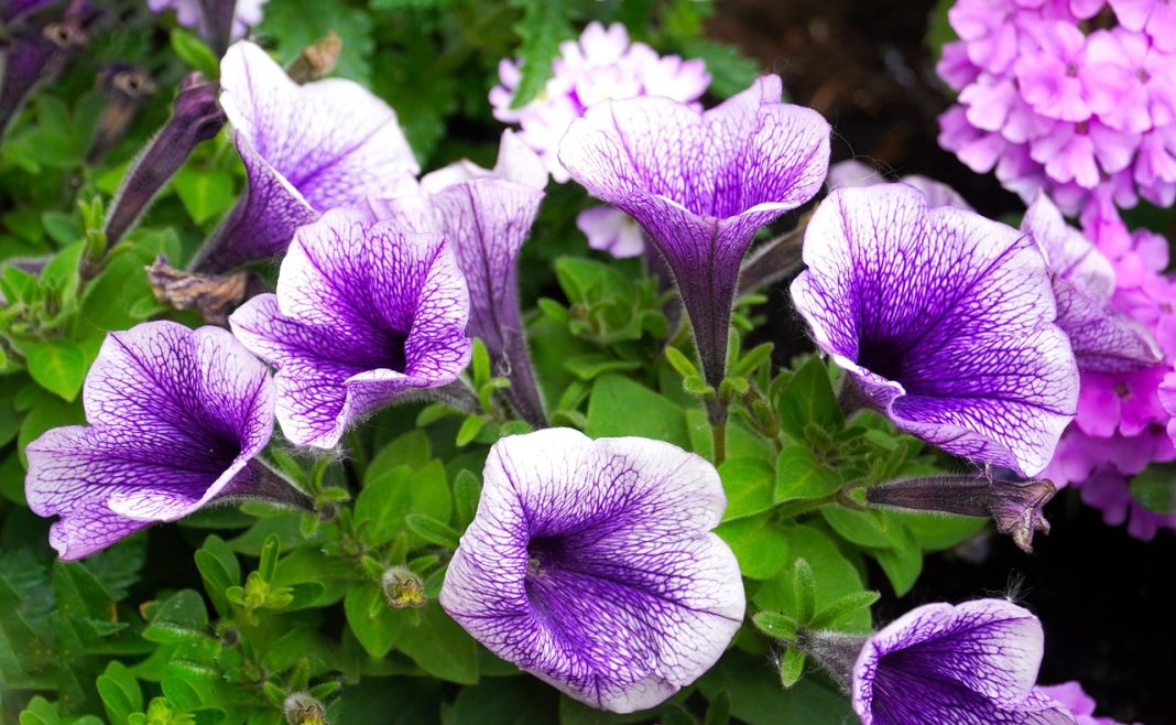 Petunia