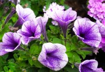 Petunia