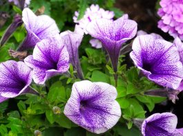 Petunia