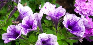 Petunia