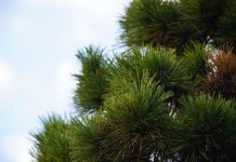 Chiparosul Leylandii
