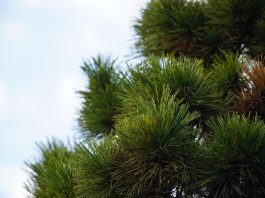 Chiparosul Leylandii