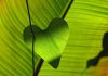 Foliile de mulcire