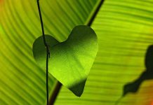 Foliile de mulcire