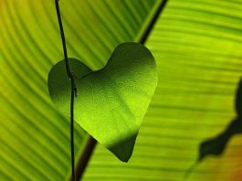 Foliile de mulcire