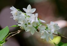 Deutzia Hybrid – arbustul ornamental care înflorește spectaculos primăvara arbust hibdrid