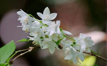Deutzia Hybrid – arbustul ornamental care înflorește spectaculos primăvara arbust hibdrid