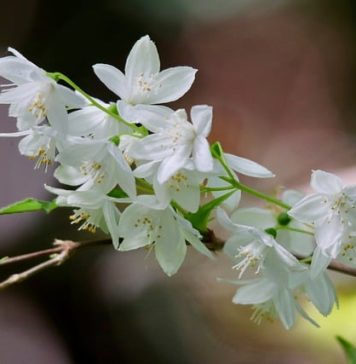 Deutzia Hybrid – arbustul ornamental care înflorește spectaculos primăvara arbust hibdrid