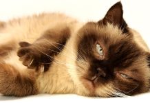 Mâncare pentru pisici sterilizate: cum alegi formula potrivită pentru sănătatea și energia felinei Mâncare pentru pisici sterilizate