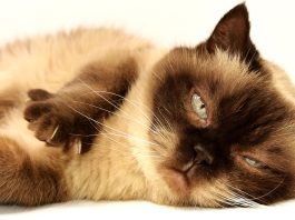 Mâncare pentru pisici sterilizate: cum alegi formula potrivită pentru sănătatea și energia felinei Mâncare pentru pisici sterilizate