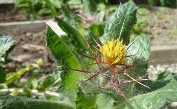 Schinel: denumiri populare și cum îl recunoști corect Schinel