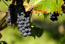 Mana viței de vie: manifestare, prevenire și combatere eficientă Mana viței de vie