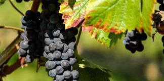 Mana viței de vie: manifestare, prevenire și combatere eficientă Mana viței de vie