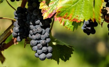 Mana viței de vie: manifestare, prevenire și combatere eficientă Mana viței de vie