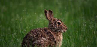 Specii de iepuri