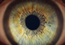 Ce este pupila și ce rol are în funcționarea ochiului organ ocular