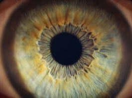 Ce este pupila și ce rol are în funcționarea ochiului organ ocular