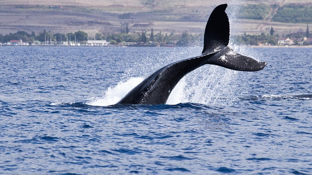 Amenințări-pentru-mamiferele-marine Mamifere marine
