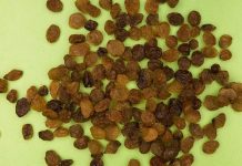 Stafidele de casă