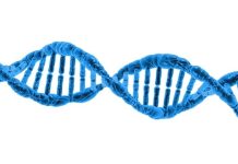 Ce este acidul tetracosahexaenoic și ce rol are în metabolismul omega-3 acid tetracosahexaenoic