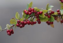 ingrijire Cotoneaster dammeri