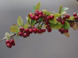 Cotoneaster dammeri: arbust decorativ ideal pentru acoperirea solului ingrijire Cotoneaster dammeri