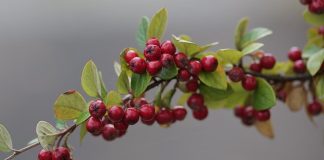 ingrijire Cotoneaster dammeri