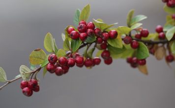 ingrijire Cotoneaster dammeri